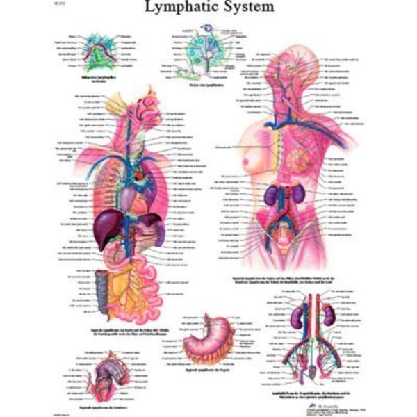 Fabrication Enterprises 3B® Anatomical Chart - Lymphatic System, Paper 12-4613P